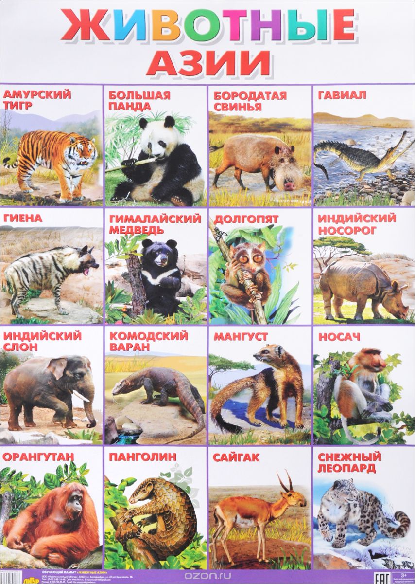 Животные Азии. Плакат